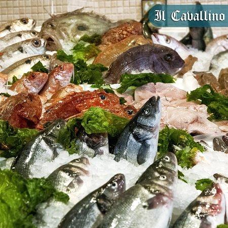 il cavallino