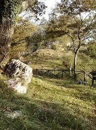 Faliesi