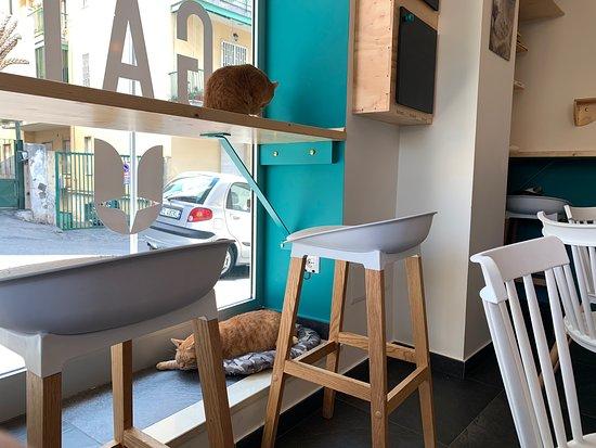 Gatto Bistrot