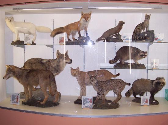 Museo naturalistico degli Alburni
